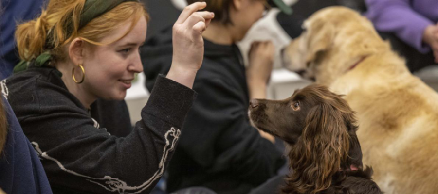 Paws on campus stock image of dogs