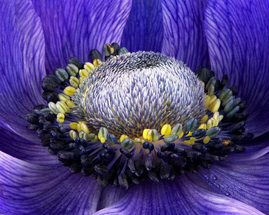 Anemone flower