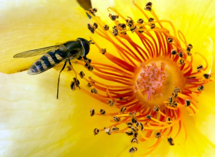 Hoverfly pollination