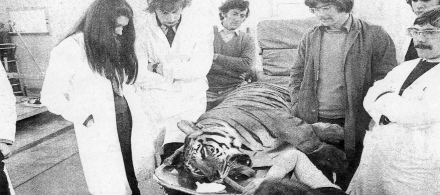 1976 Vet School Tiger Operation