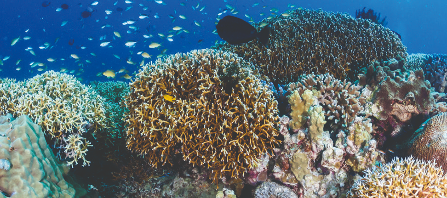 Coral relief