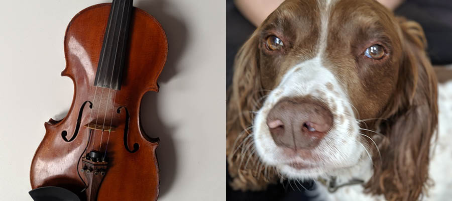 Lori's fiddle and Pakkun the springer spaniel